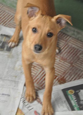 Cloe