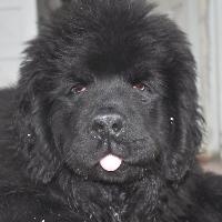 Coaly