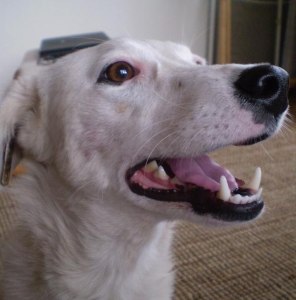 Coco