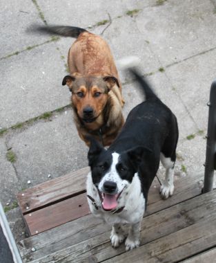 Teddy und Cody