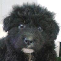 Cucciolo