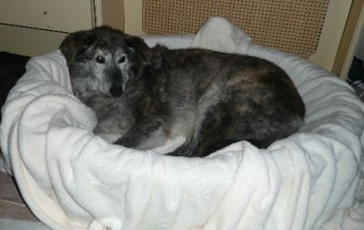Dolly