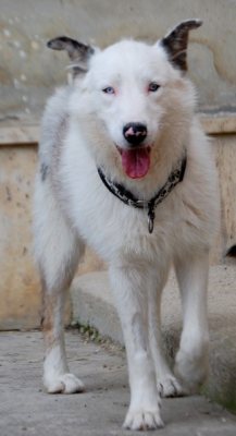 Domenico