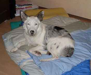 Domenico