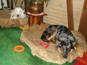 Domenico