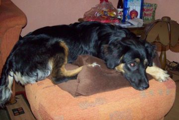 Elva