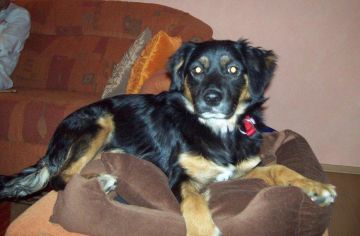 Elva