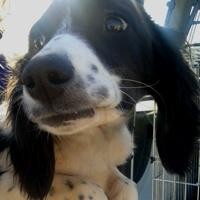 Figaro