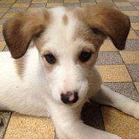 Elroy