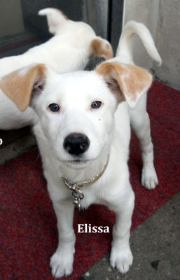 Elyssa