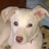 Estefania