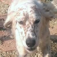 Gioele