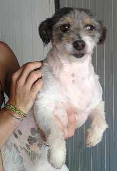 Giuseppina