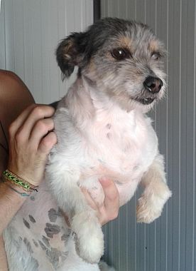 Giuseppina