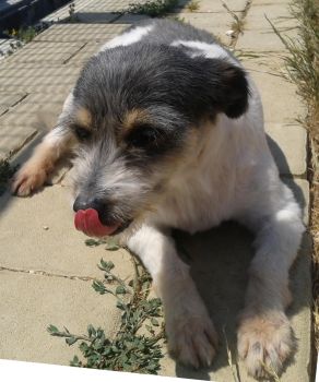 Giuseppina