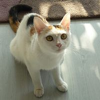 Lilli