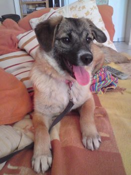 Maya