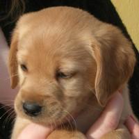 Oliver