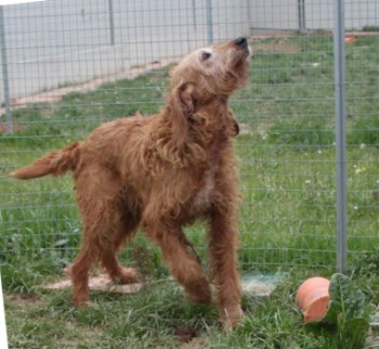 Oliver