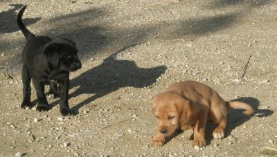 Sooty + Oliver