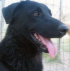 Orfeo