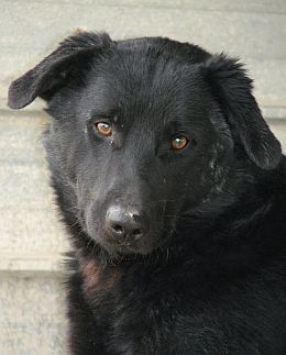 Orfeo