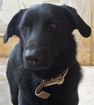 Orfeo