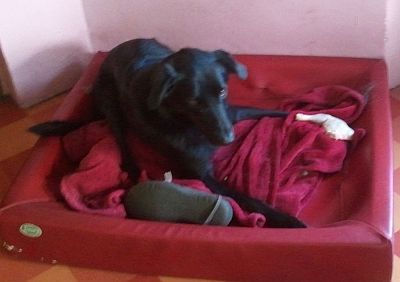 Orfeo