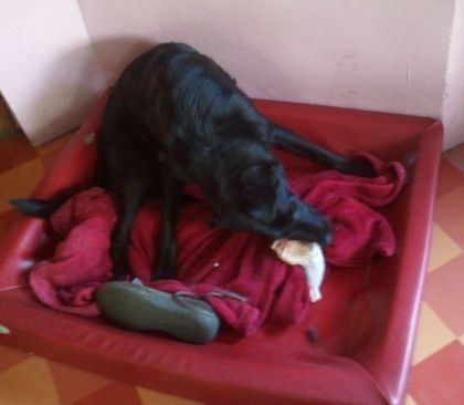 Orfeo