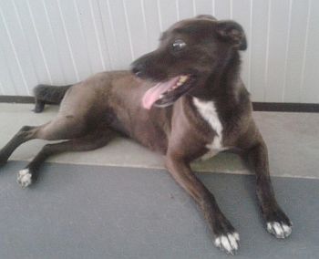 Pepita