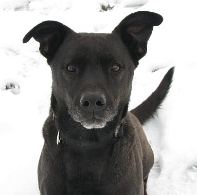 Pit