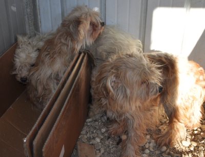 Pinko, Pallino, Porter