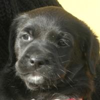 Sooty