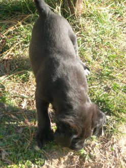 Sooty