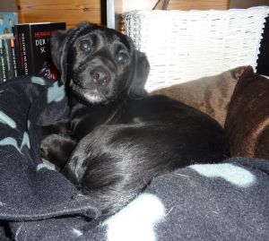 Sooty