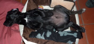 Sooty