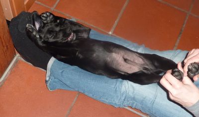 Sooty