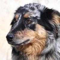 Sopresa