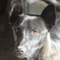 Tascha