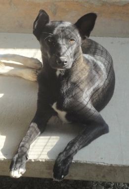 Tascha