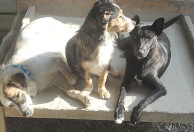 Tascha