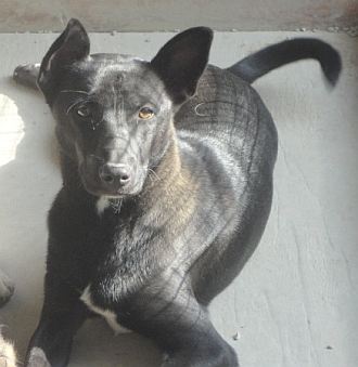 Tascha
