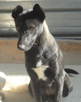 Tascha