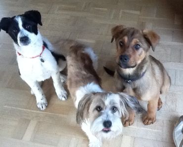 Teddy und Cody
