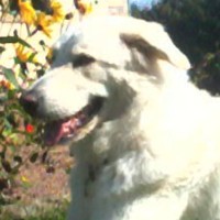 Tellina