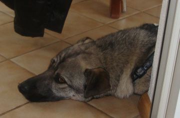 Ulisse