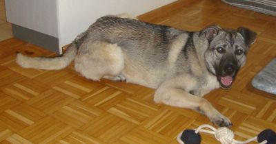 Ulisse