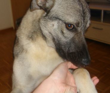 Ulisse