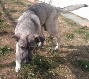 Ulisse