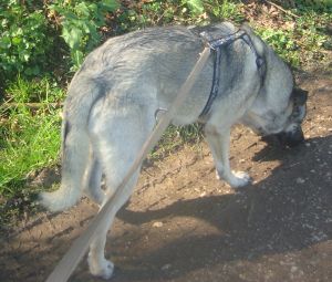 Ulisse
